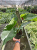 Philodendron 'White Princess' Indoor Plants House Plant Wholesale 6" pot 