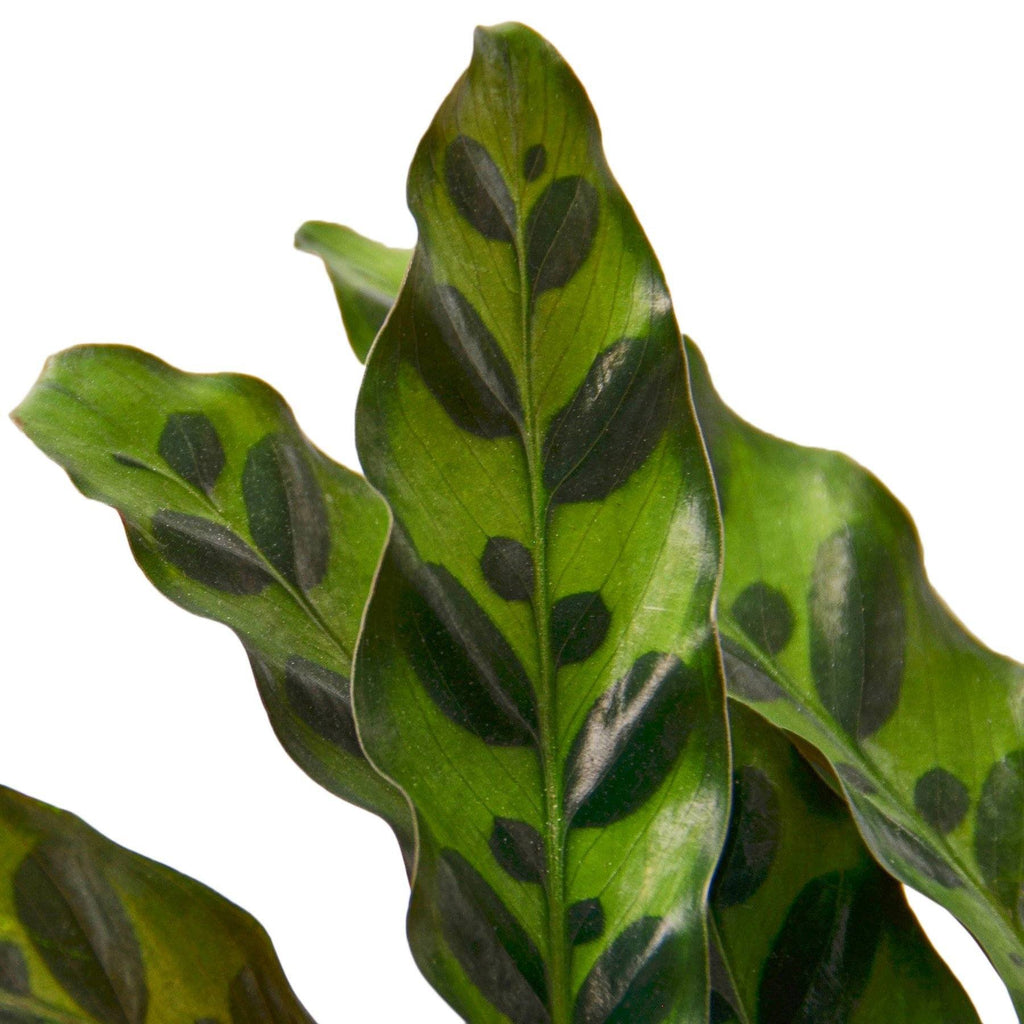 Calathea Lancifolia 'Rattlesnake' Indoor Houseplant-SproutSouth-Indoor Plants