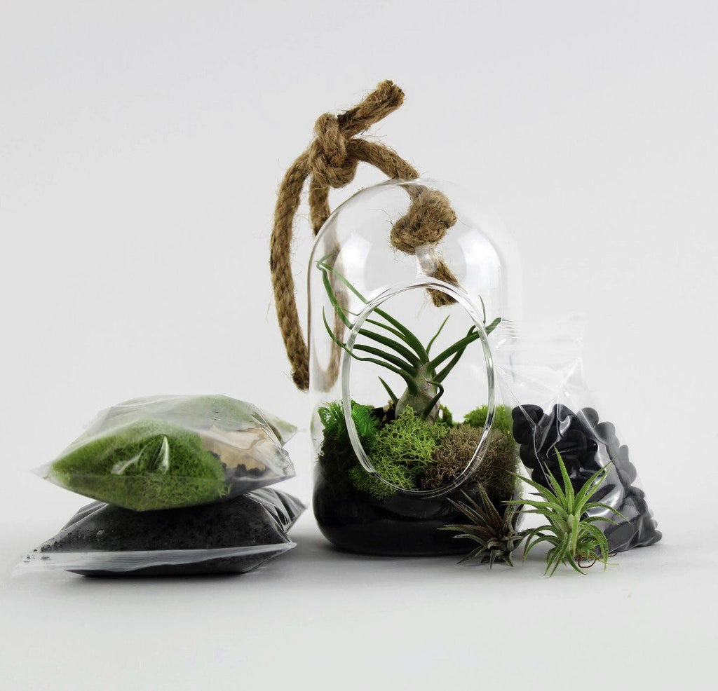 About Our Terrarium Kits : Learn More
