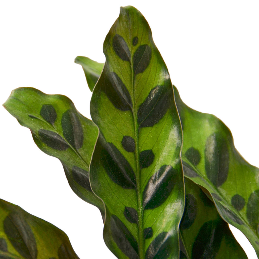 How To: Care for a Calathea Rattlesnake Plant