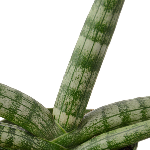 How To : Care for a Starfish Snake Plant