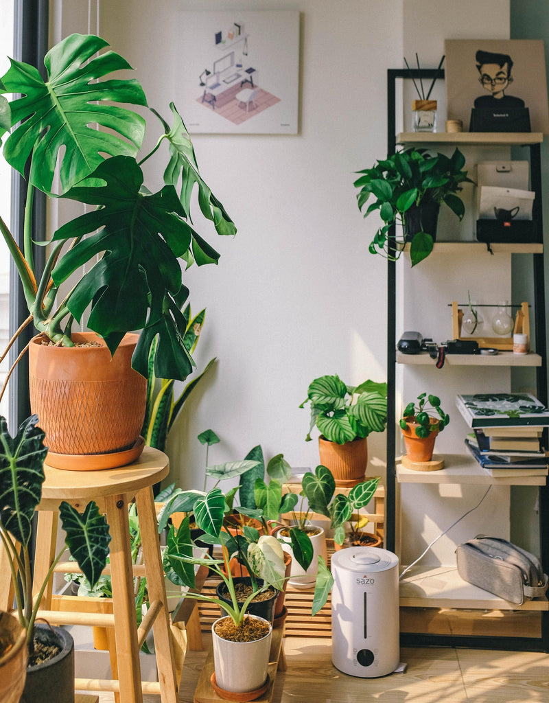The Benefits Of Keeping Houseplants In Your Home And Office