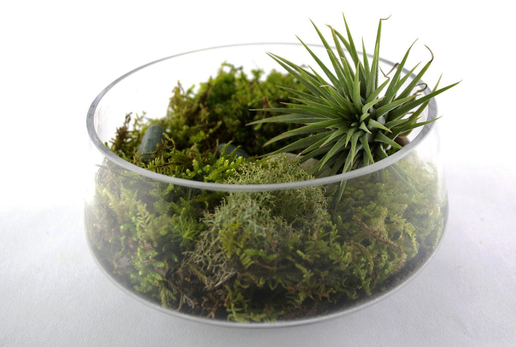 How To Water Your Tillandsia [Airplants & Airplant Care]