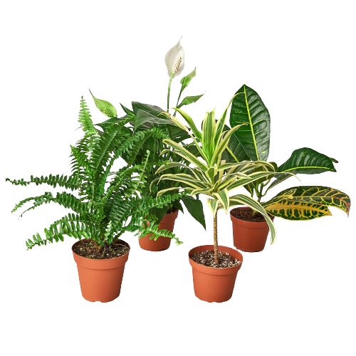 Air Purifying Variety Bundle 4" Plant (2) House Plant Dropship 