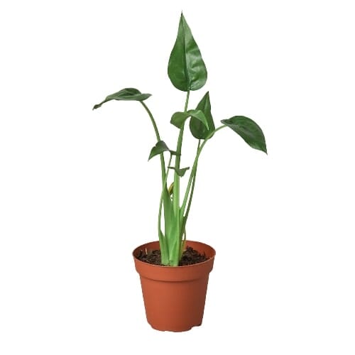 Alocasia 'Tiny Dancer' - 4" Pot Indoor Plants House Plant Dropship 