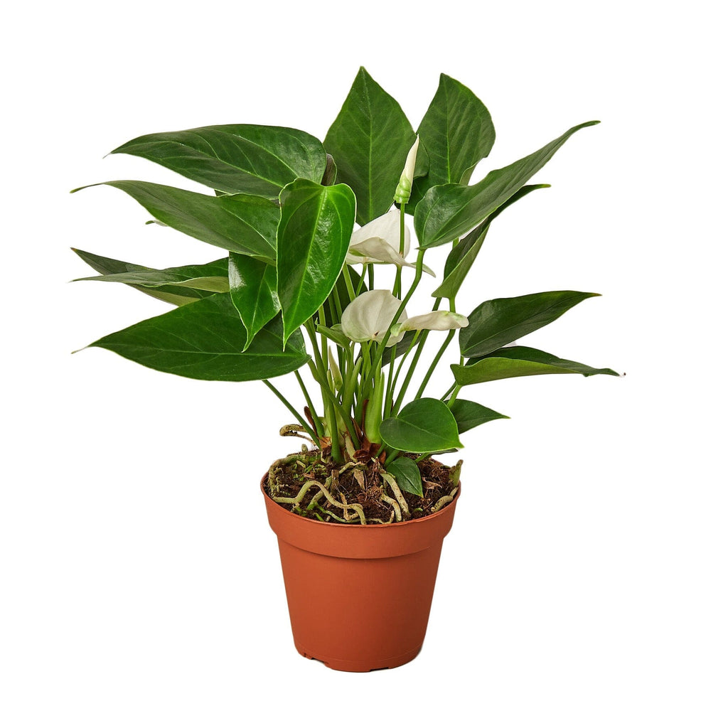 Anthurium 'White' Indoor Plants House Plant Dropship 4" Pot 