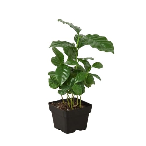 Arabica Coffee Indoor Plants House Plant Dropship 3" Pot 