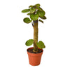 Aralia Fabian Stump 'Polyscias Scutellaria' Indoor Plants House Plant Dropship 4" Pot 