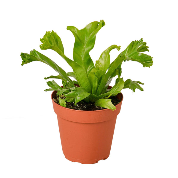 Bird’s Nest Leslie Fern Indoor Plants House Plant Dropship 4" Pot 