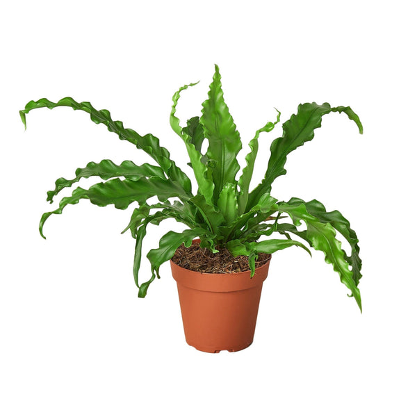 Bird’s Nest 'Victoria' Fern Indoor Plants House Plant Dropship 4" Pot 