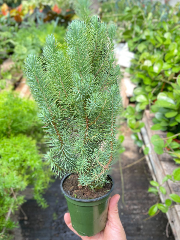 Blue Pine Trees House Plant Dropship 4" Pot 