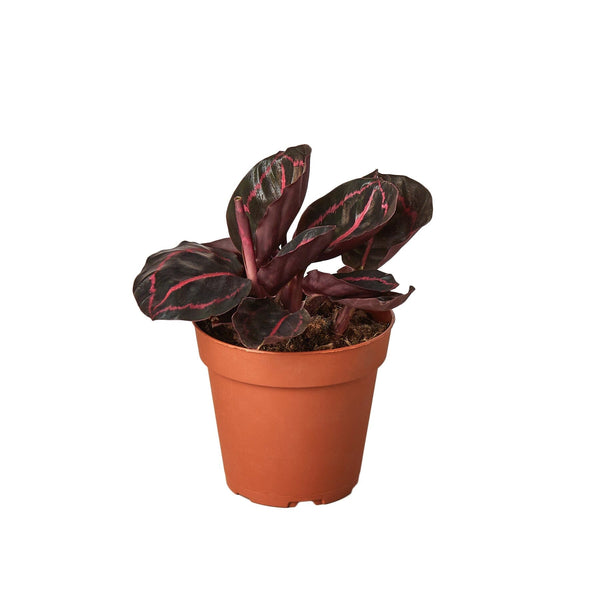 Calathea 'Dottie' 4" Plant House Plant Dropship 