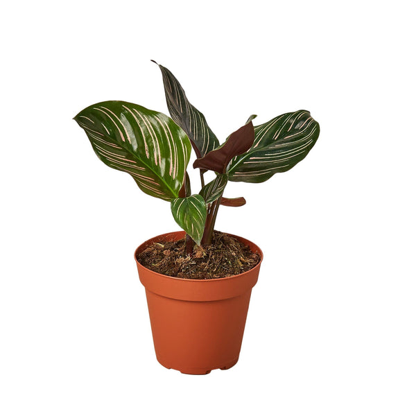 Calathea 'Ornata' Indoor Plants House Plant Dropship 