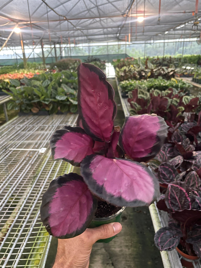 Calathea 'Purple Rose' Indoor Plants House Plant Dropship 4" Pot 