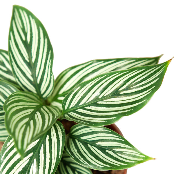 Calathea 'Vittata' Indoor Plants House Plant Dropship 