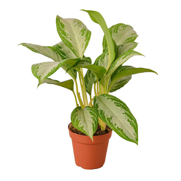 Chinese Evergreen 'Silver Bay' Indoor Plants House Plant Dropship 4" Pot 