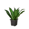 Dracaena 'Janet Craig' Indoor Plants House Plant Dropship 3" Pot 