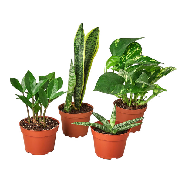 Easy Care Variety Bundle House Plant Dropship 