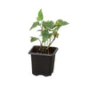 English Ivy 'Glacier' Indoor Plants House Plant Dropship 3" Pot Nursery Pot 