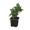English Ivy Green California Indoor Plants House Plant Dropship 3" Pot Nursery Pot 
