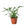 Fern 'Kangaroo Paw' 6" Plant House Plant Dropship 4" Pot 