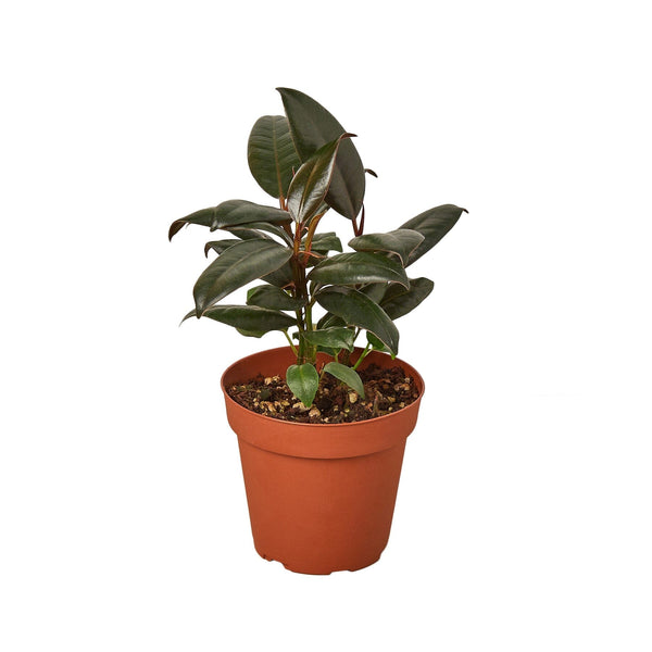 Ficus Elastica 'Burgundy' Default House Plant Dropship 