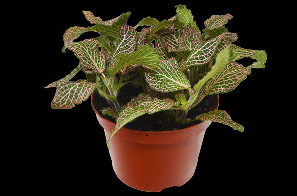 Fittonia 'Pink' 6" Plant (1pk/$4.5) ($10 Ship/31oz) House Plant Dropship 