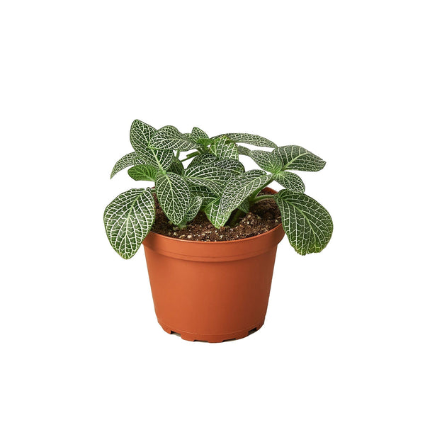 Fittonia 'White Nerve Plant' 4" Plant (1pk/$2) ($6 Ship/15oz) House Plant Dropship 