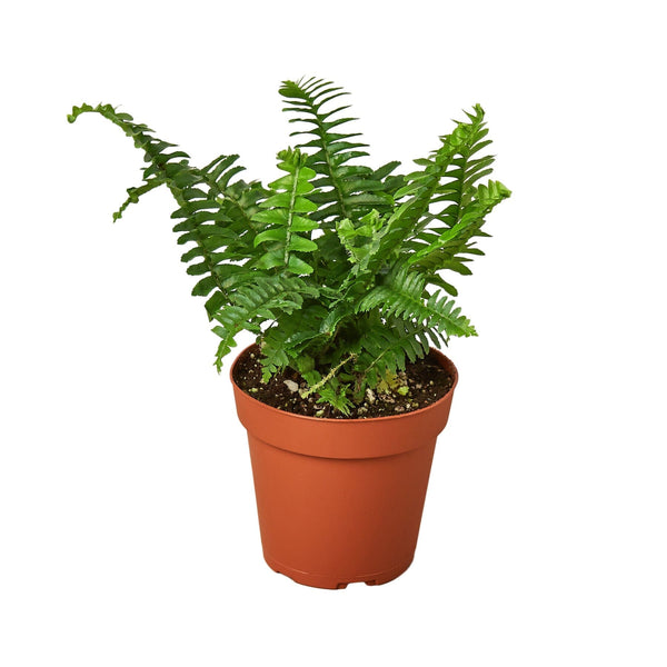 Jester's Crown Fern Indoor Plants House Plant Dropship 