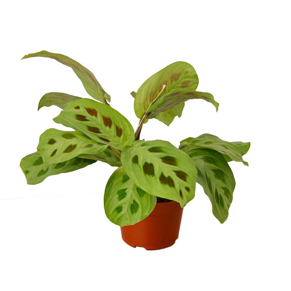 Maranta 'Leuconeura' 4" Plant (1pk/$2) ($6 Ship/15oz) House Plant Dropship 