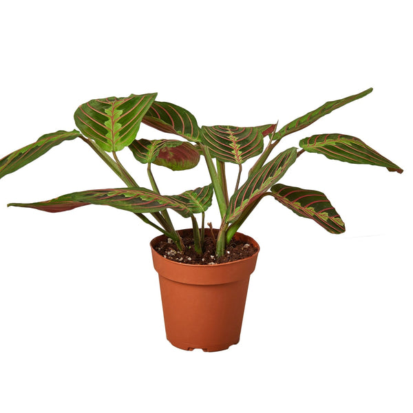 Maranta Red Prayer Default House Plant Dropship 