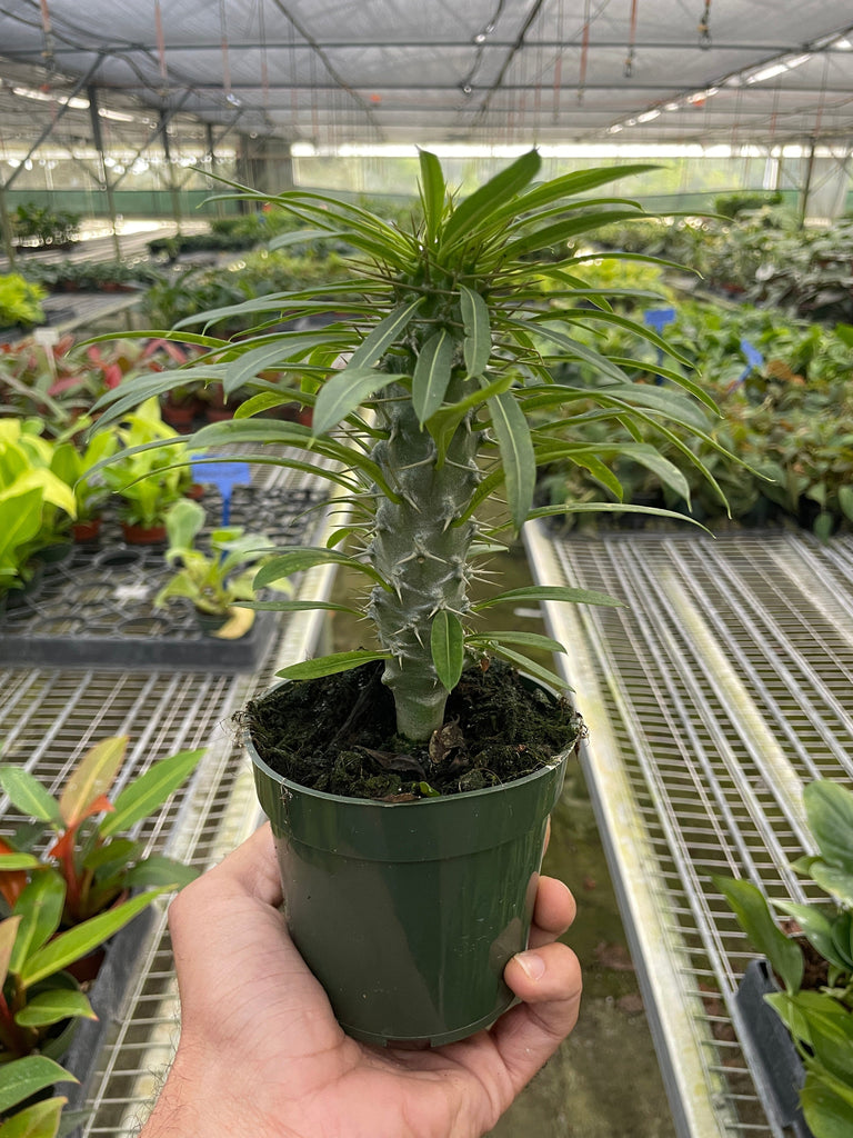 Pachypodium 'lamerei' (Madagascar Palm) Indoor Plants House Plant Dropship 4" Pot 