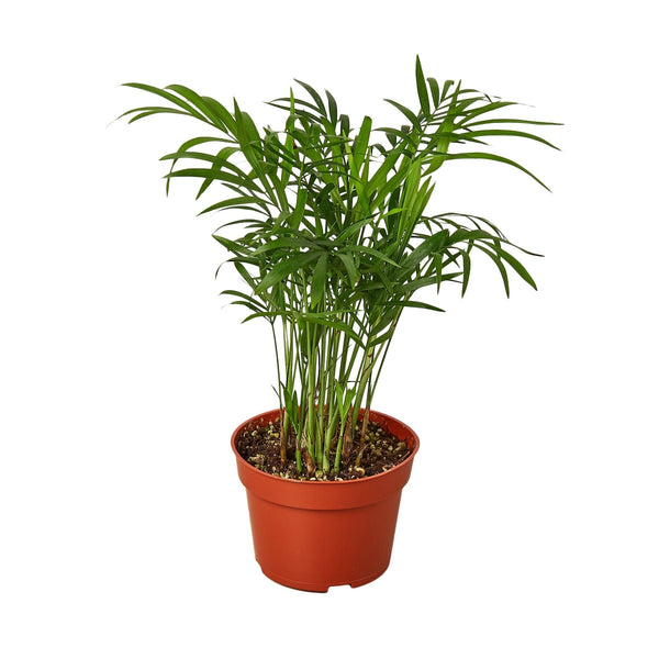 Parlor Palm Indoor Plants House Plant Dropship 