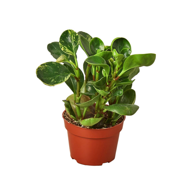 Peperomia 'Marble' Indoor Plants House Plant Dropship 