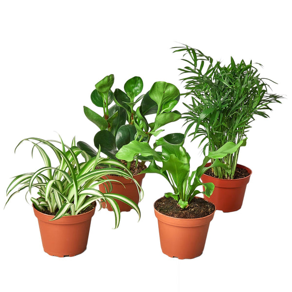 Pet Friendly Variety Bundle 6" Plant House Plant Dropship 