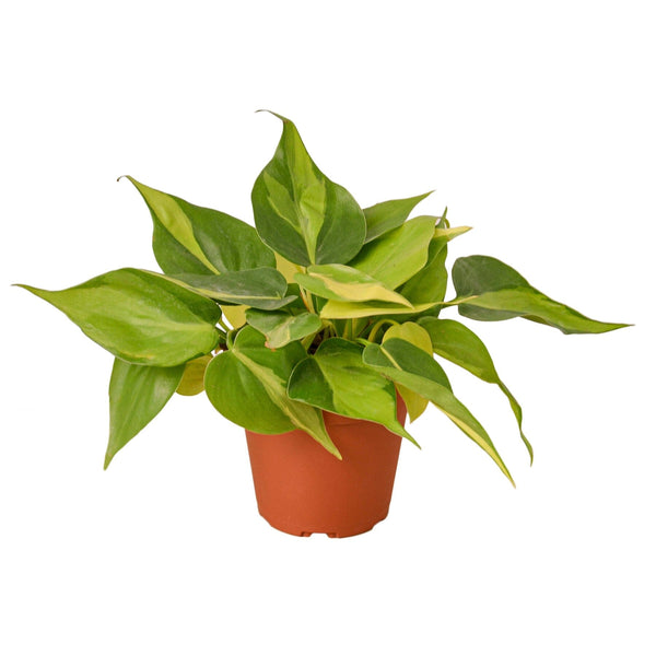 Philodendron 'Brasil' Indoor Plants House Plant Dropship 