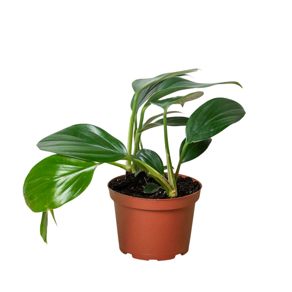 Philodendron 'Dragon Tail' Indoor Plants House Plant Dropship 