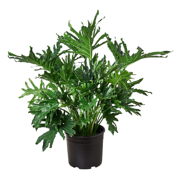 Philodendron ‘Lickety Split' Default House Plant Dropship 