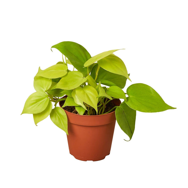 Philodendron 'Neon' 4" Plant House Plant Dropship 