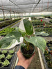 Philodendron 'White Princess' Indoor Plants House Plant Wholesale 4" Pot 