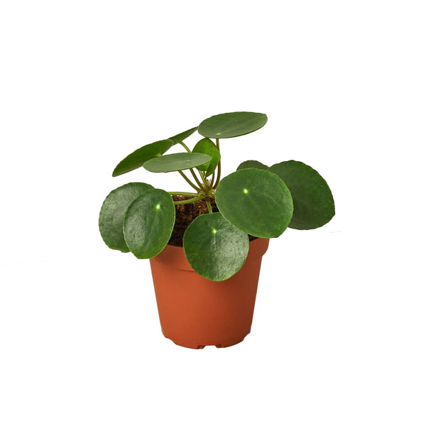 Pilea Peperomioides 'Chinese Money' Default House Plant Dropship 