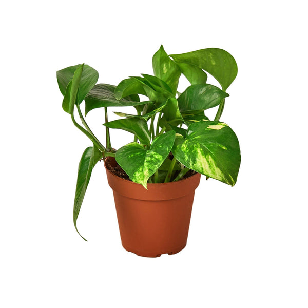 Pothos 'Golden' Indoor Plants House Plant Dropship 