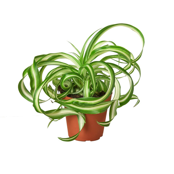 Spider Plant 'Bonnie' Default House Plant Dropship 4" Pot Nursery Pot 