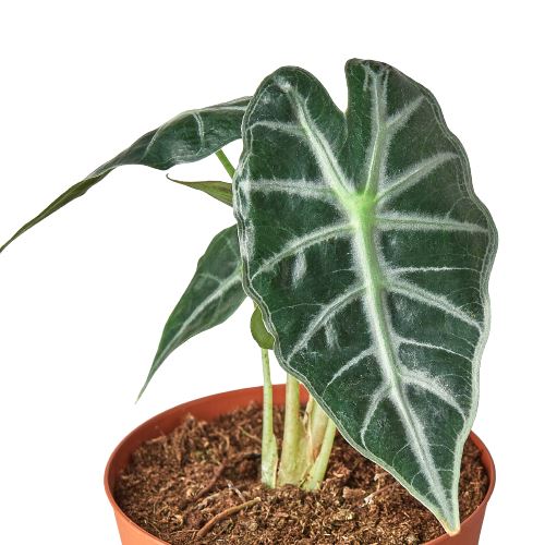 Alocasia Amazonica 'Bambino' Indoor Plants House Plant Dropship 