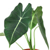 Alocasia Micholitziana 'Frydek' Indoor Plants House Plant Dropship 