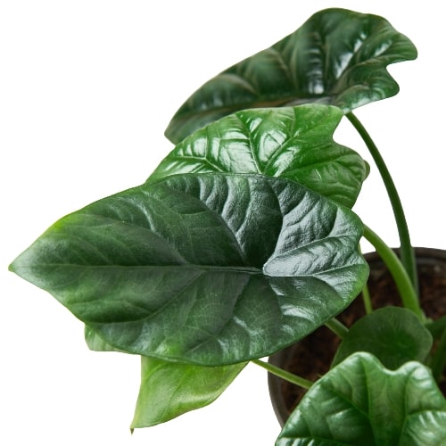 Alocasia 'Mirror Face' - 4" Pot Indoor Plants House Plant Dropship 