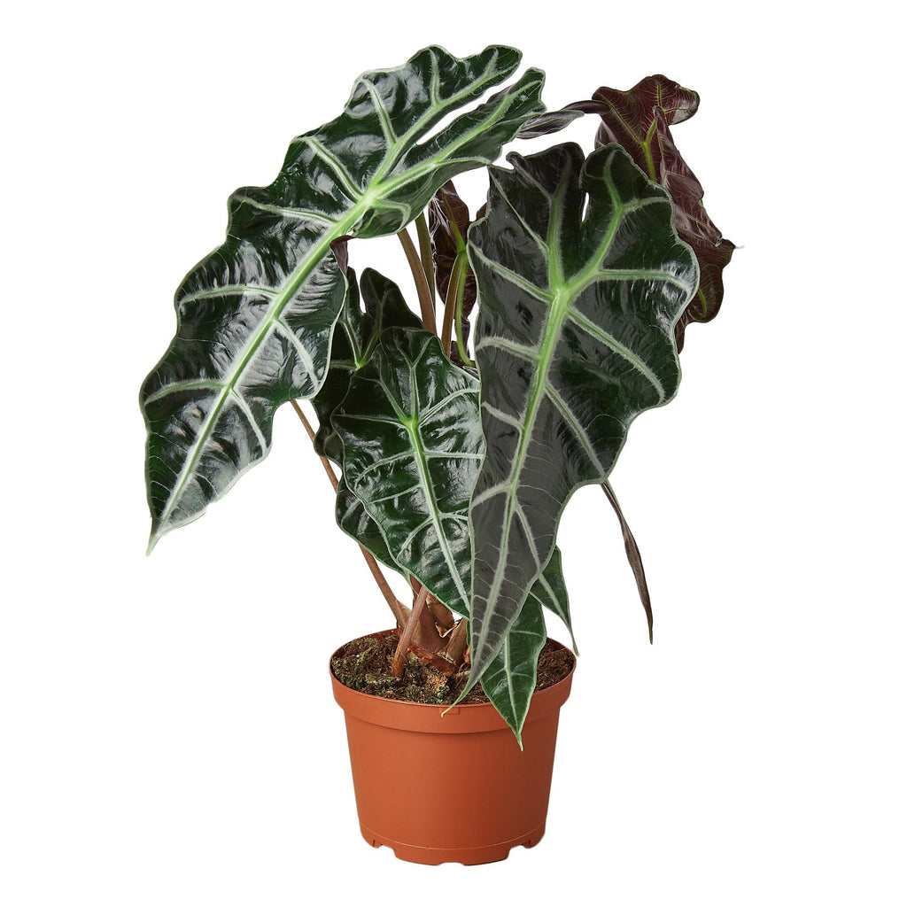 Alocasia Polly 'African Mask' Indoor Plants House Plant Dropship 6" Pot 