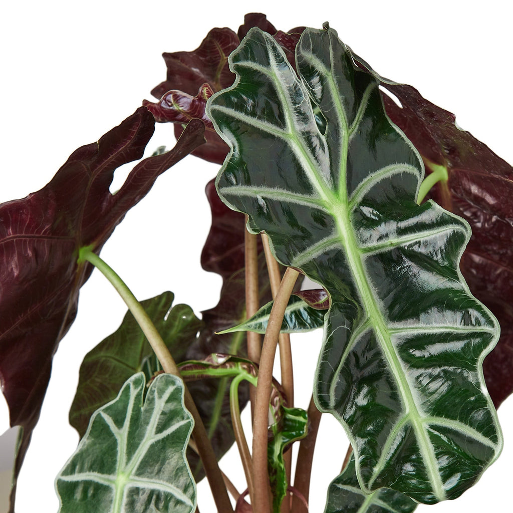 Alocasia Polly 'African Mask' Indoor Plants House Plant Dropship 4" Pot 