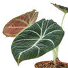 Alocasia Reginula 'Black Velvet' Indoor Plants House Plant Dropship 