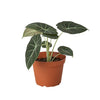 Alocasia Reginula 'Black Velvet' Indoor Plants House Plant Dropship 6" Pot 